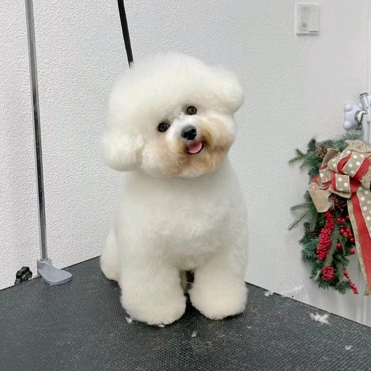 十一小邋遢