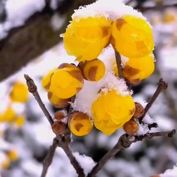 喜鹊绿植店