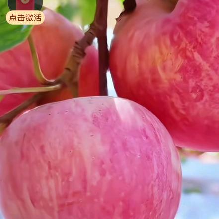 阳光苹果
