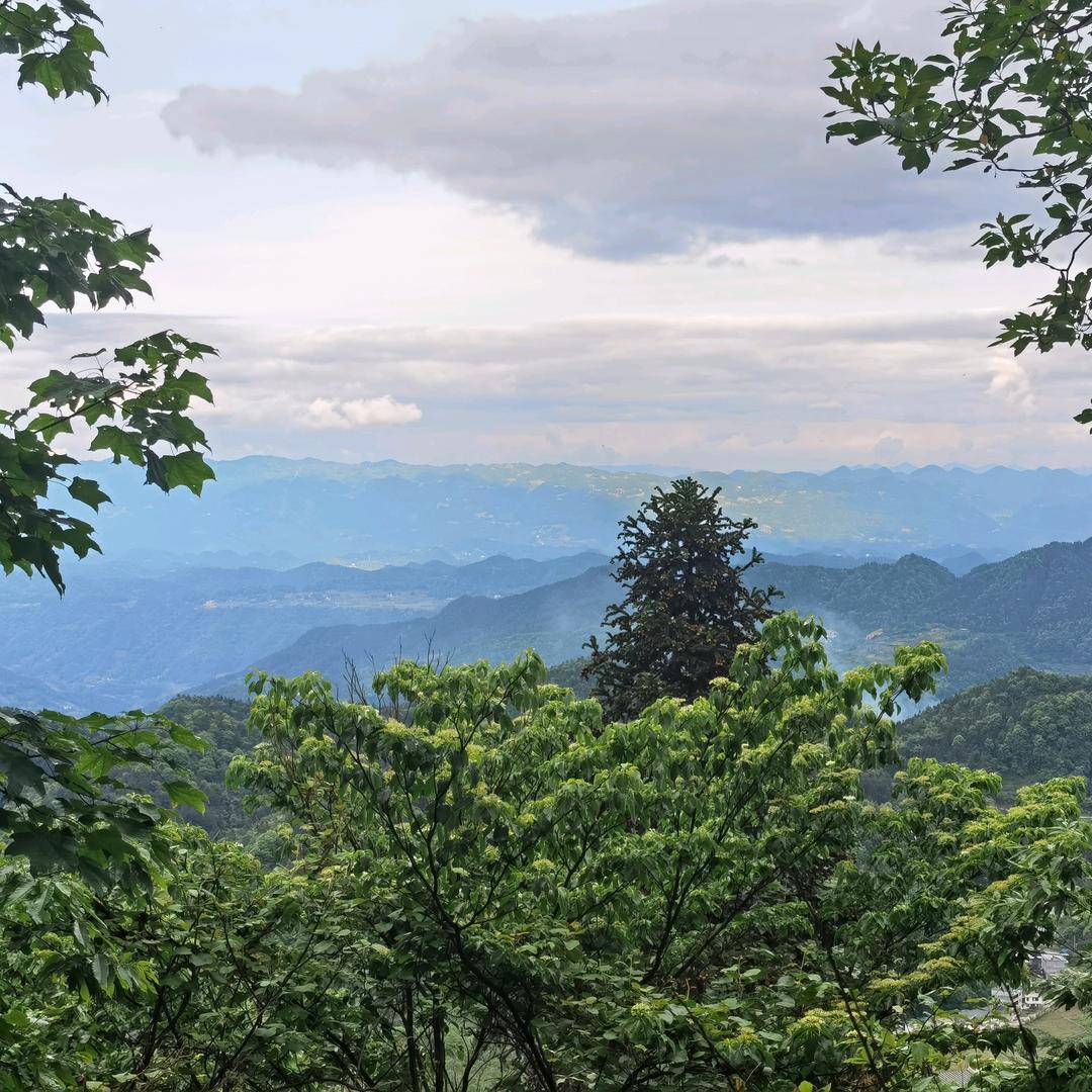 二哥富硒中药材