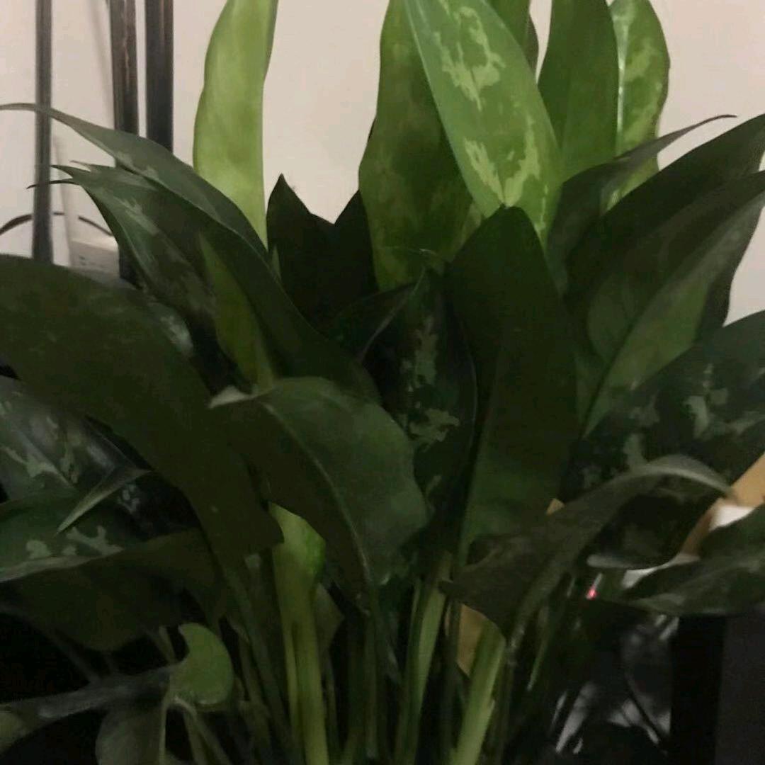 悦己