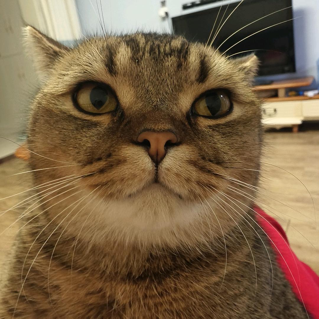 灰太狼！！