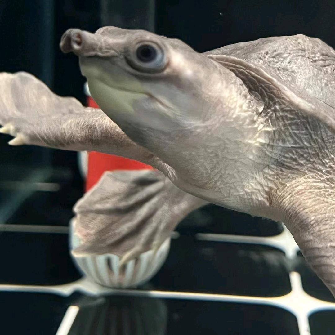 青柑的龟🐢🐢