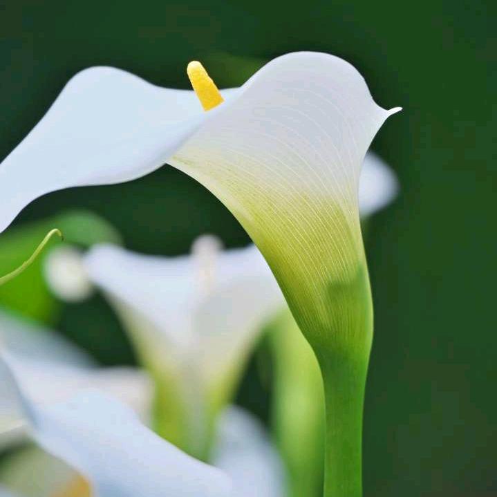 长期收购牛羊绒