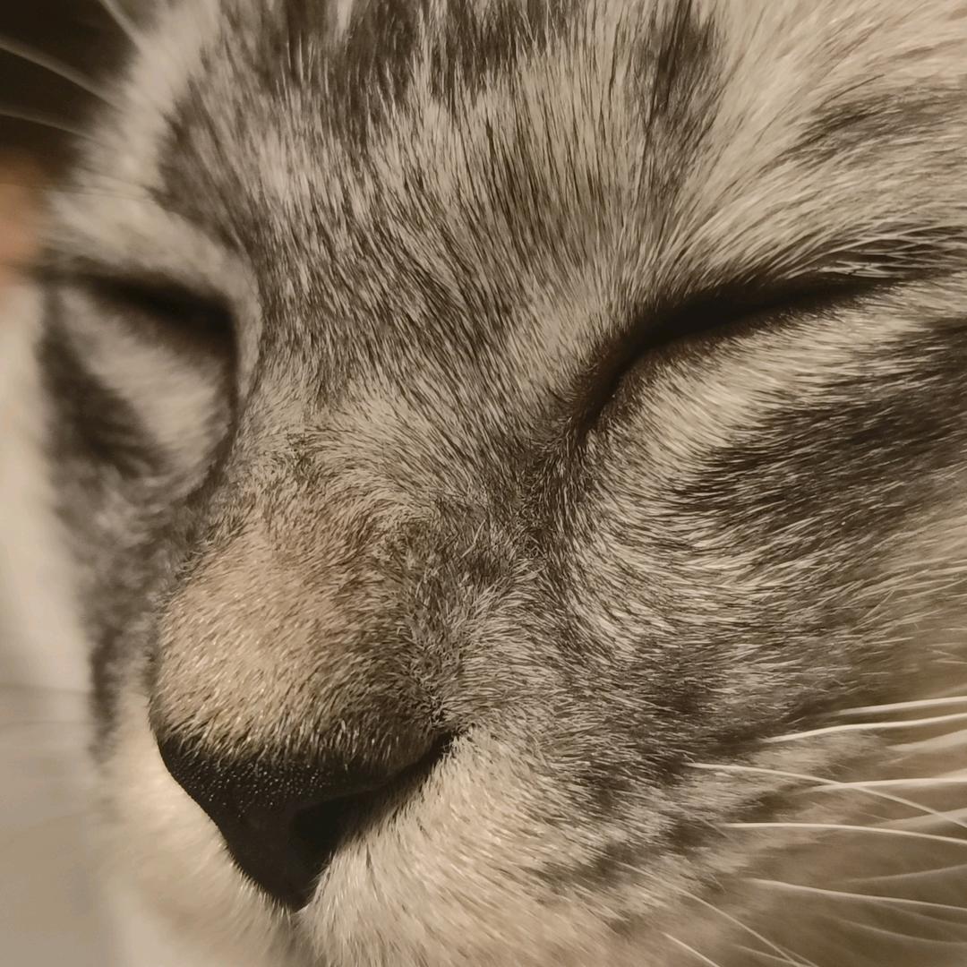 馒头头头头
