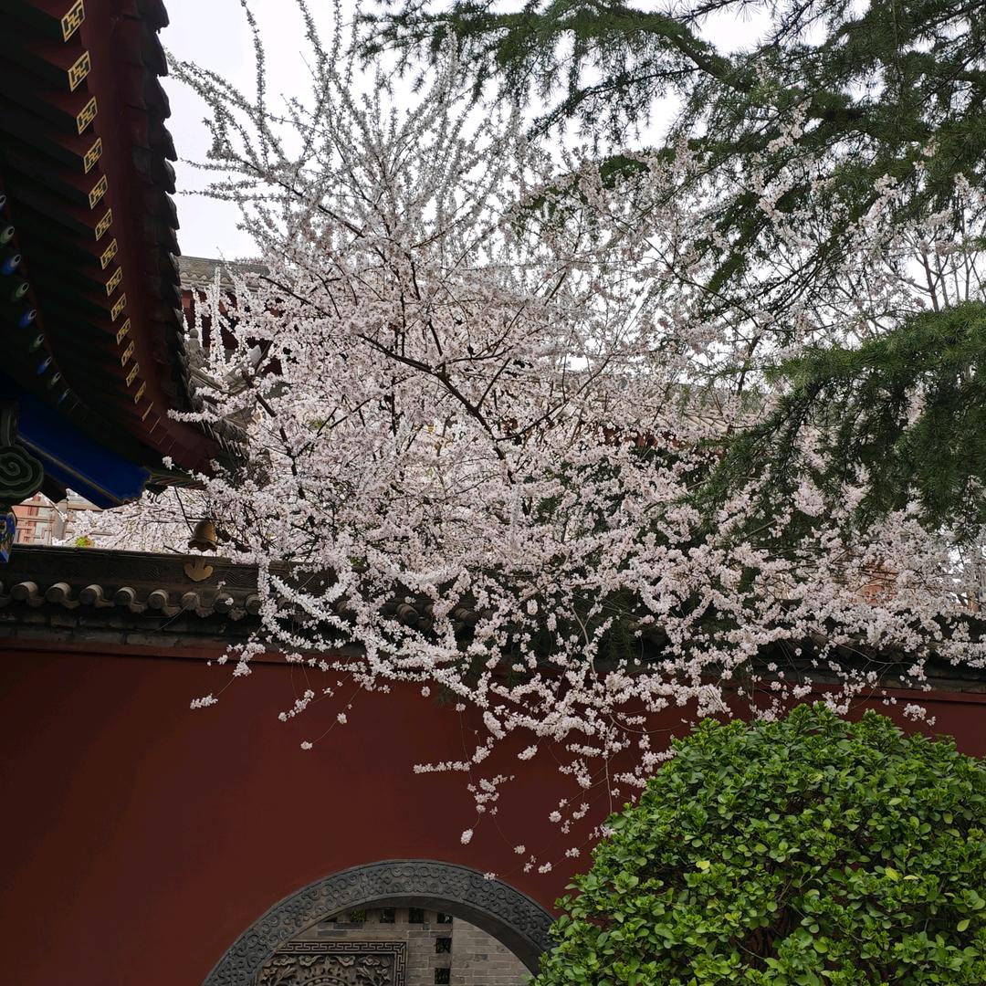 格子里的故事