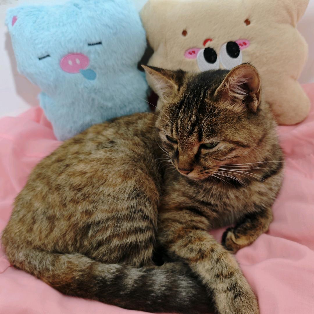 爱睡觉的小茂密