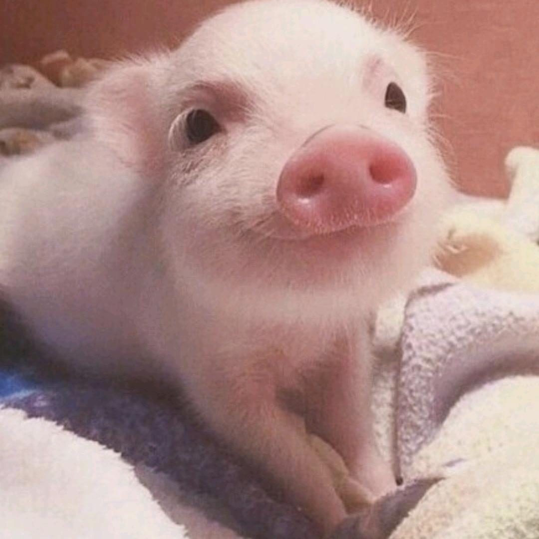 ༆桂林丶第一深禽༊🐕🍑