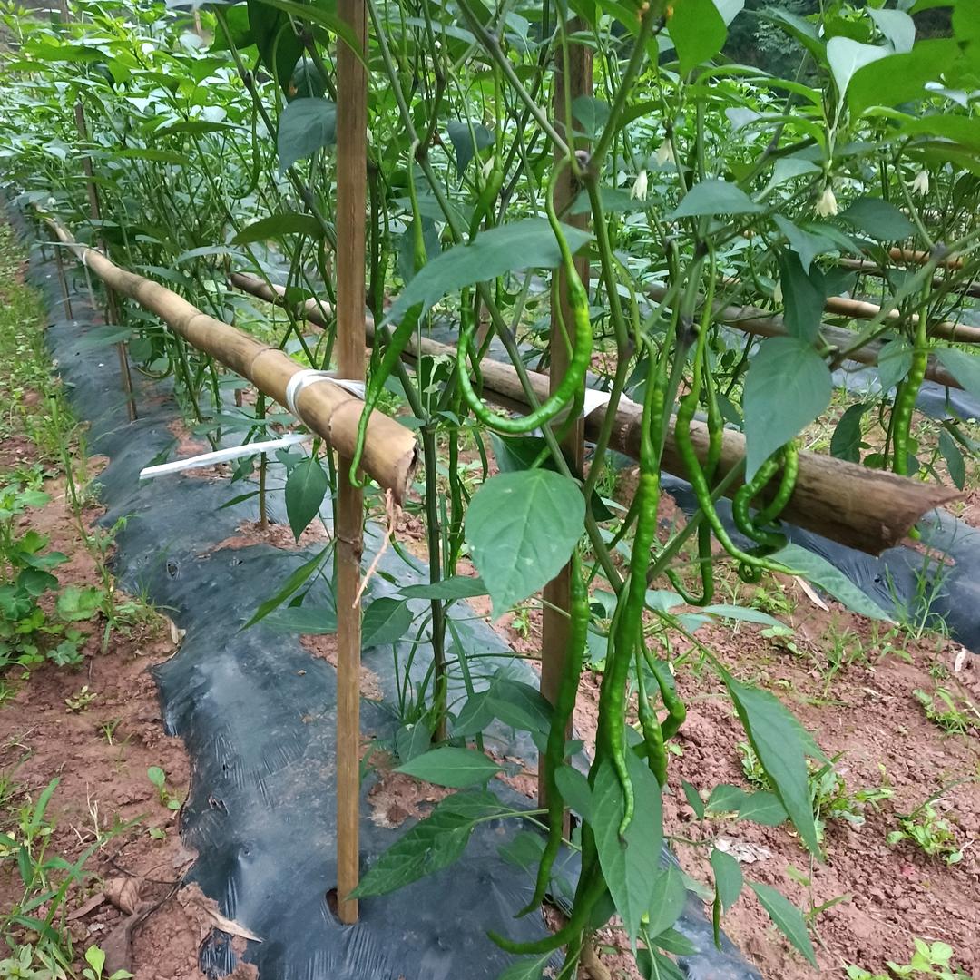 2025年4月二十二号