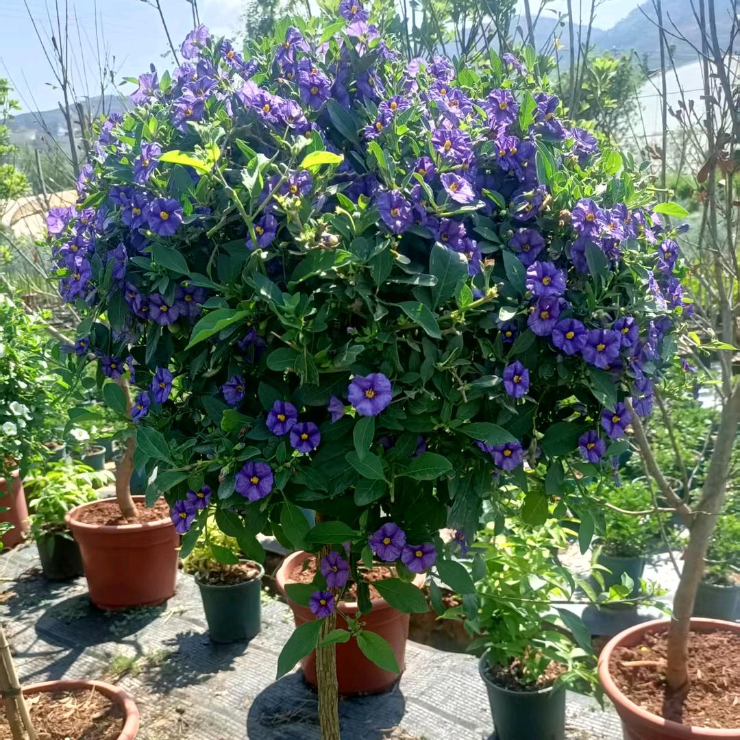 唯君开花卉源