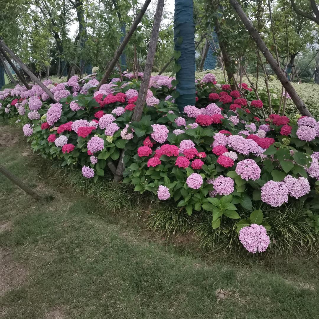 庆