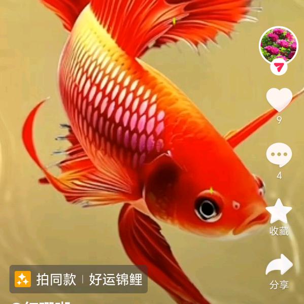 六妈五姐