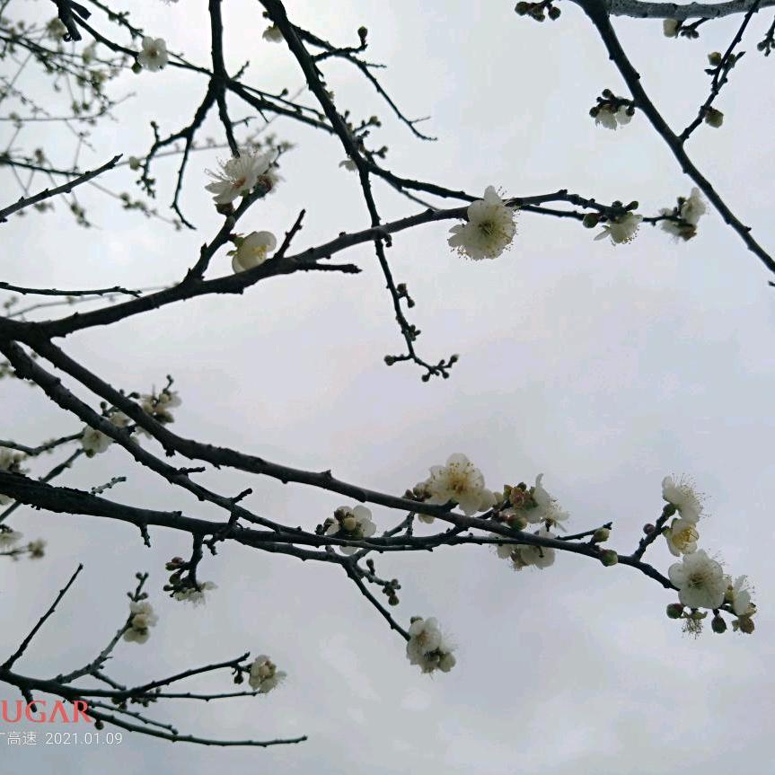 yi个人独醉