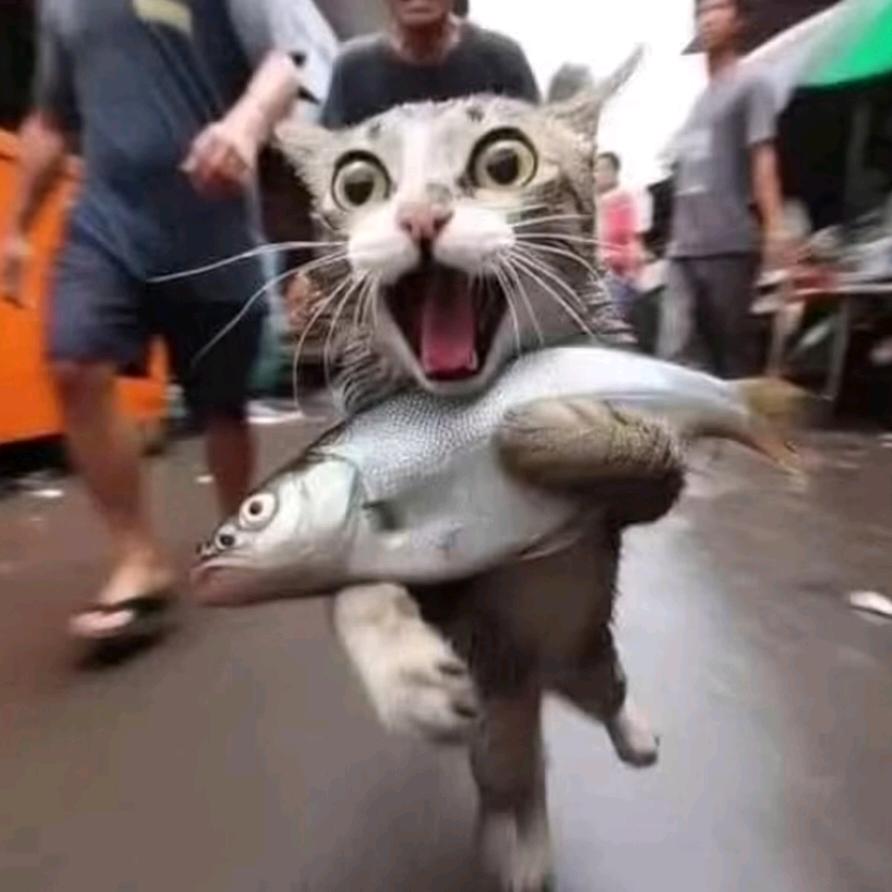周茉