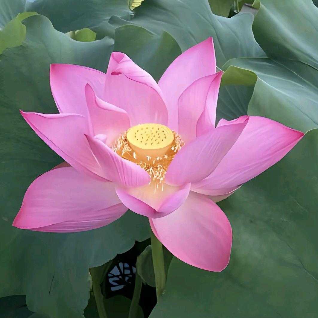 孙阿姨
