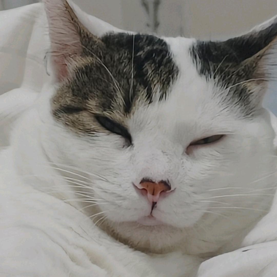 黑猫白袜子