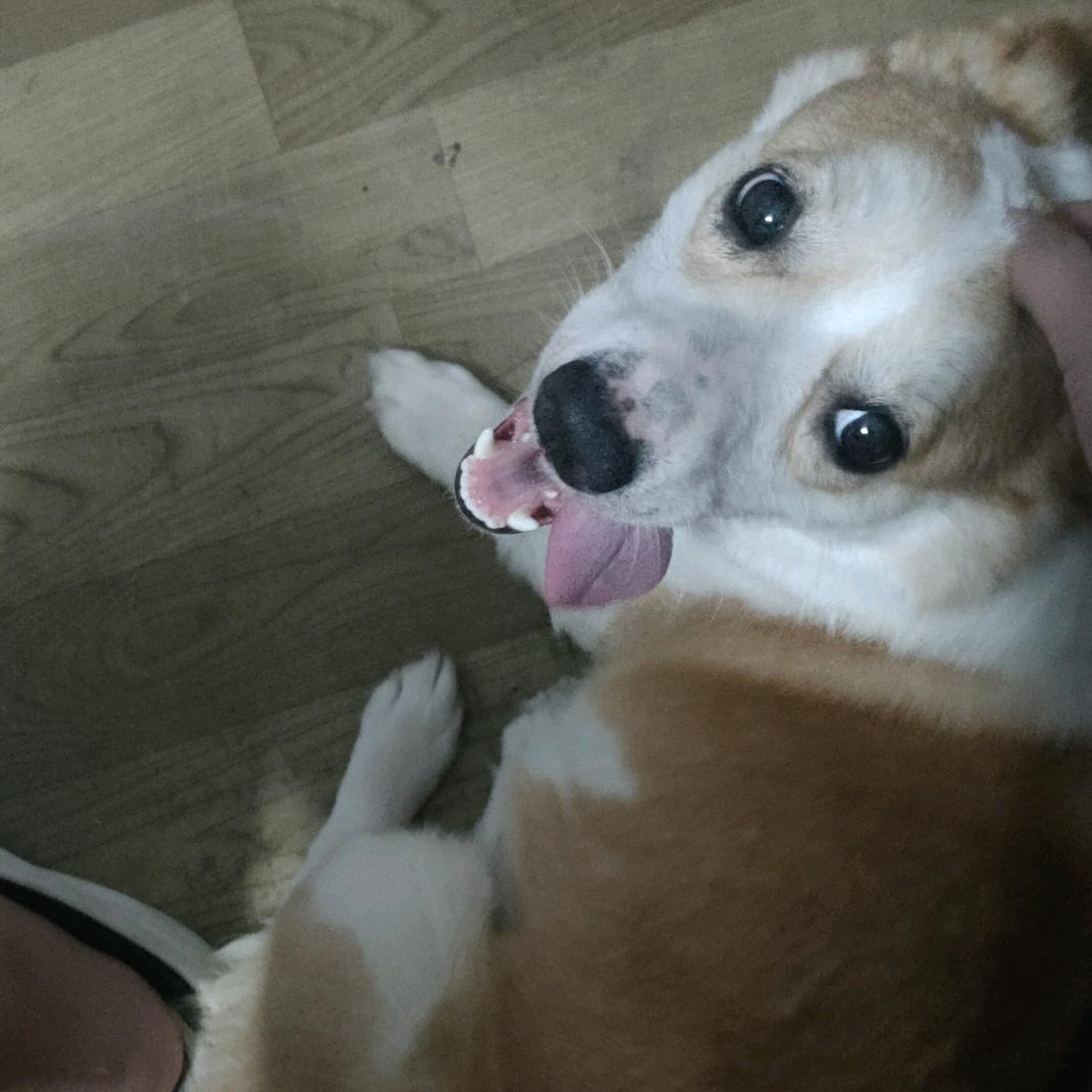 公鸭嗓（三角洲行动）