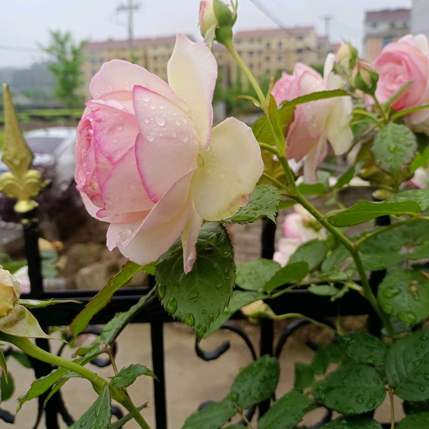 九月💖