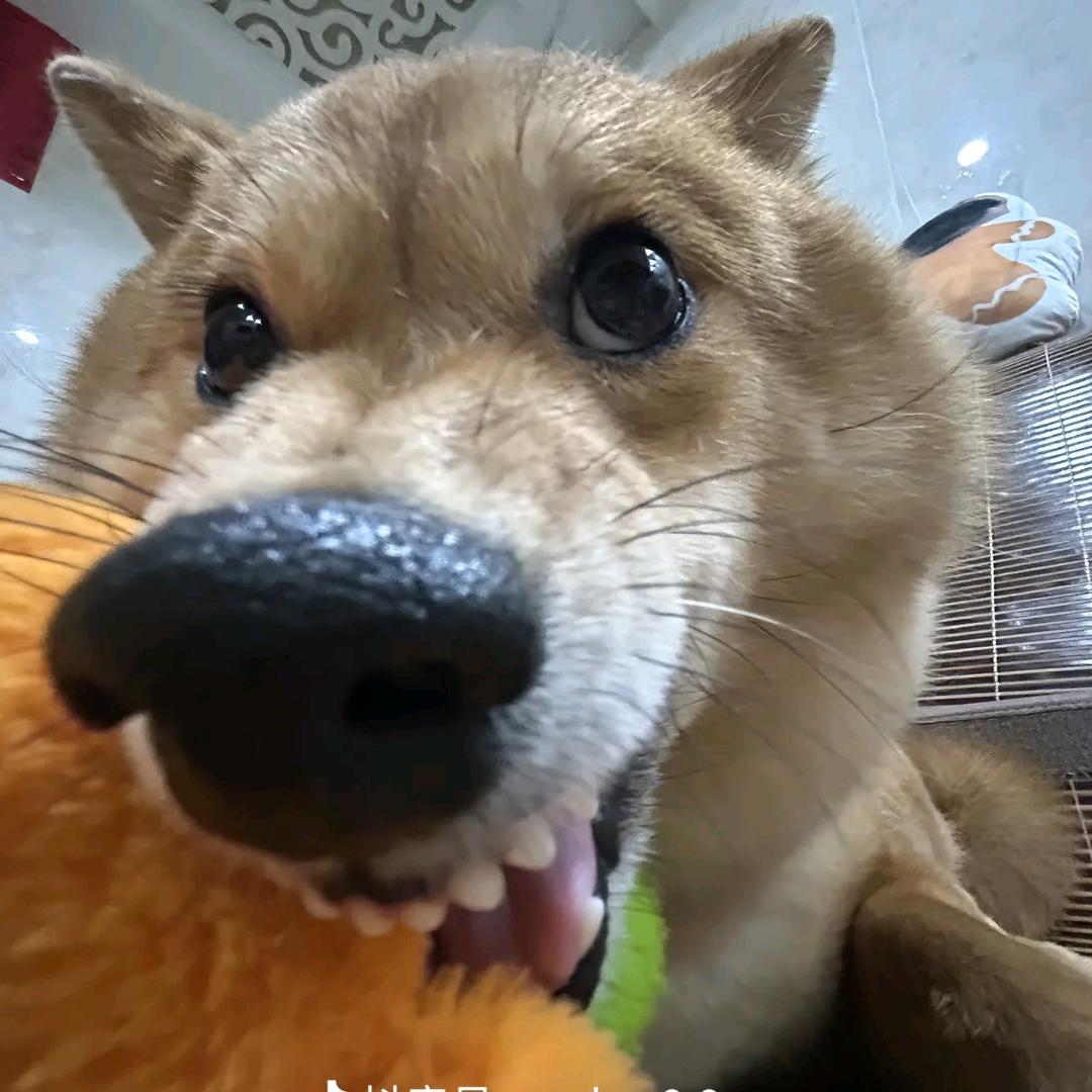 洛小巷