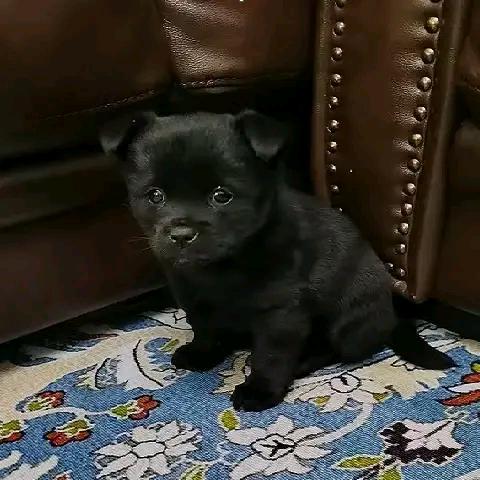 抖音一混子