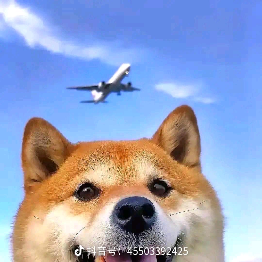 玛什么巴卡