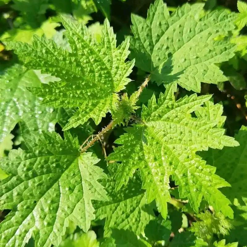 @꧔ꦿ᭄忘川᭄࿐