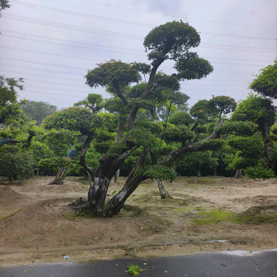 绿化工程