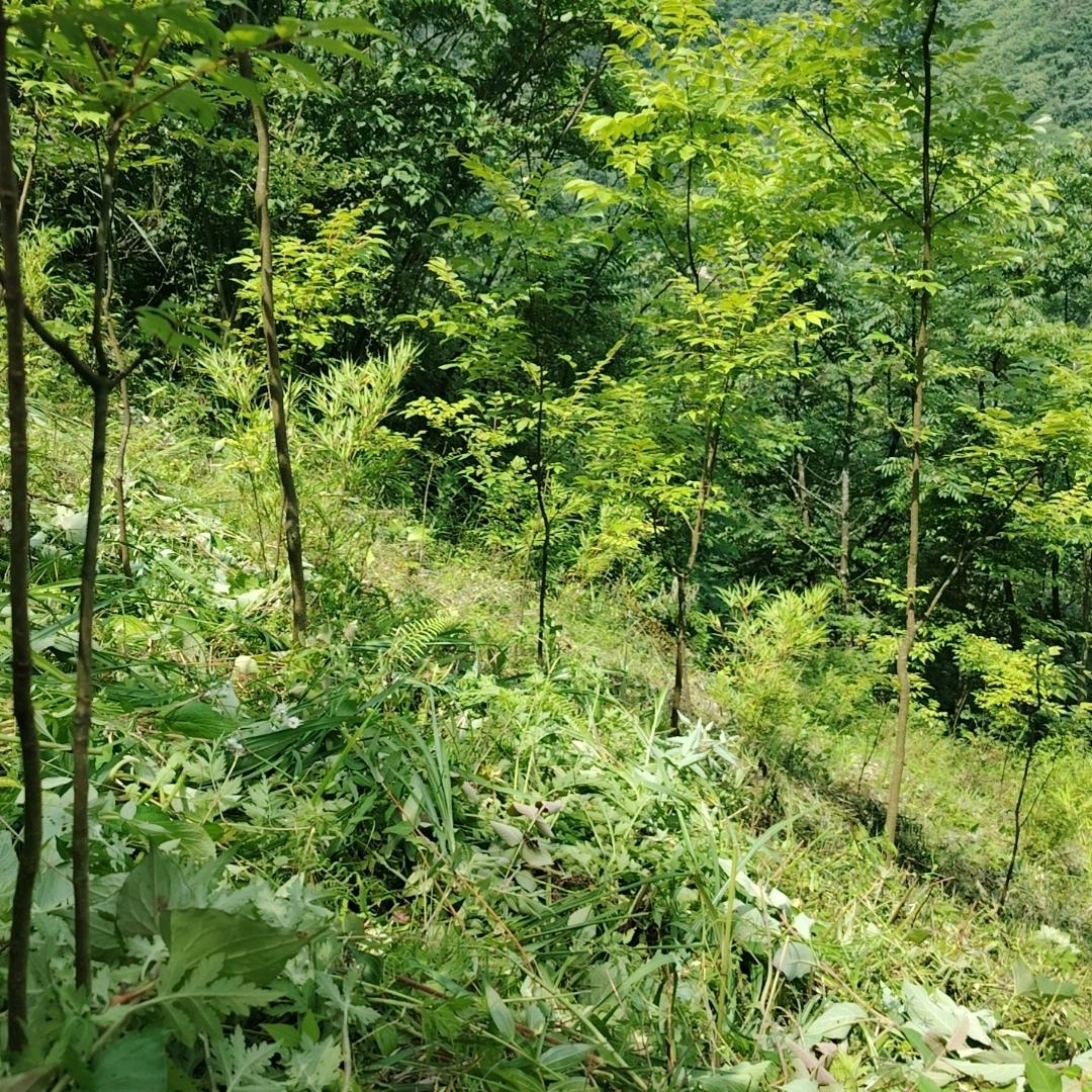 单身的人没有人问。