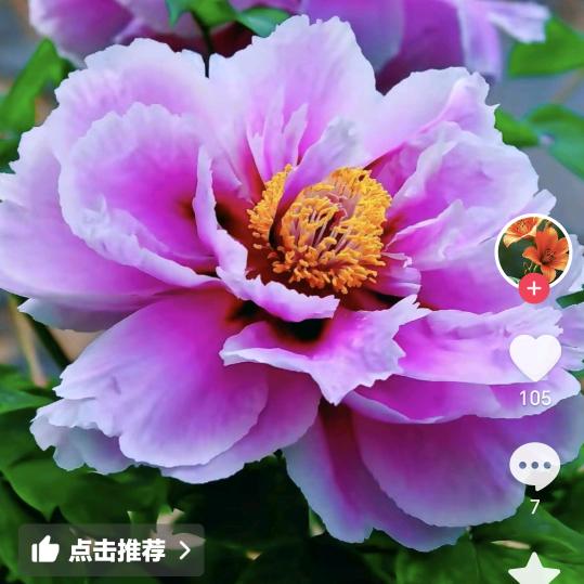 丁月