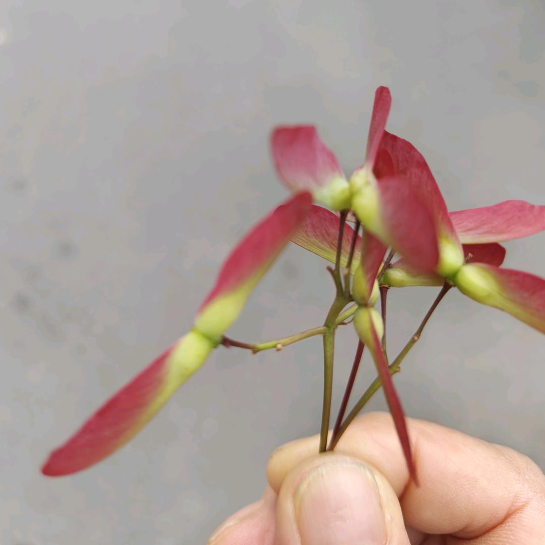 憧憬未来
