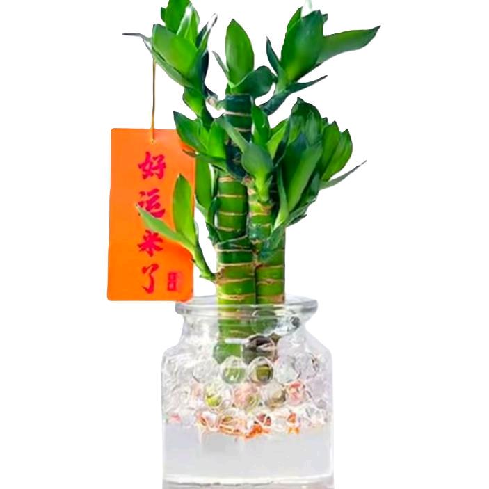 丨鹏哥丨