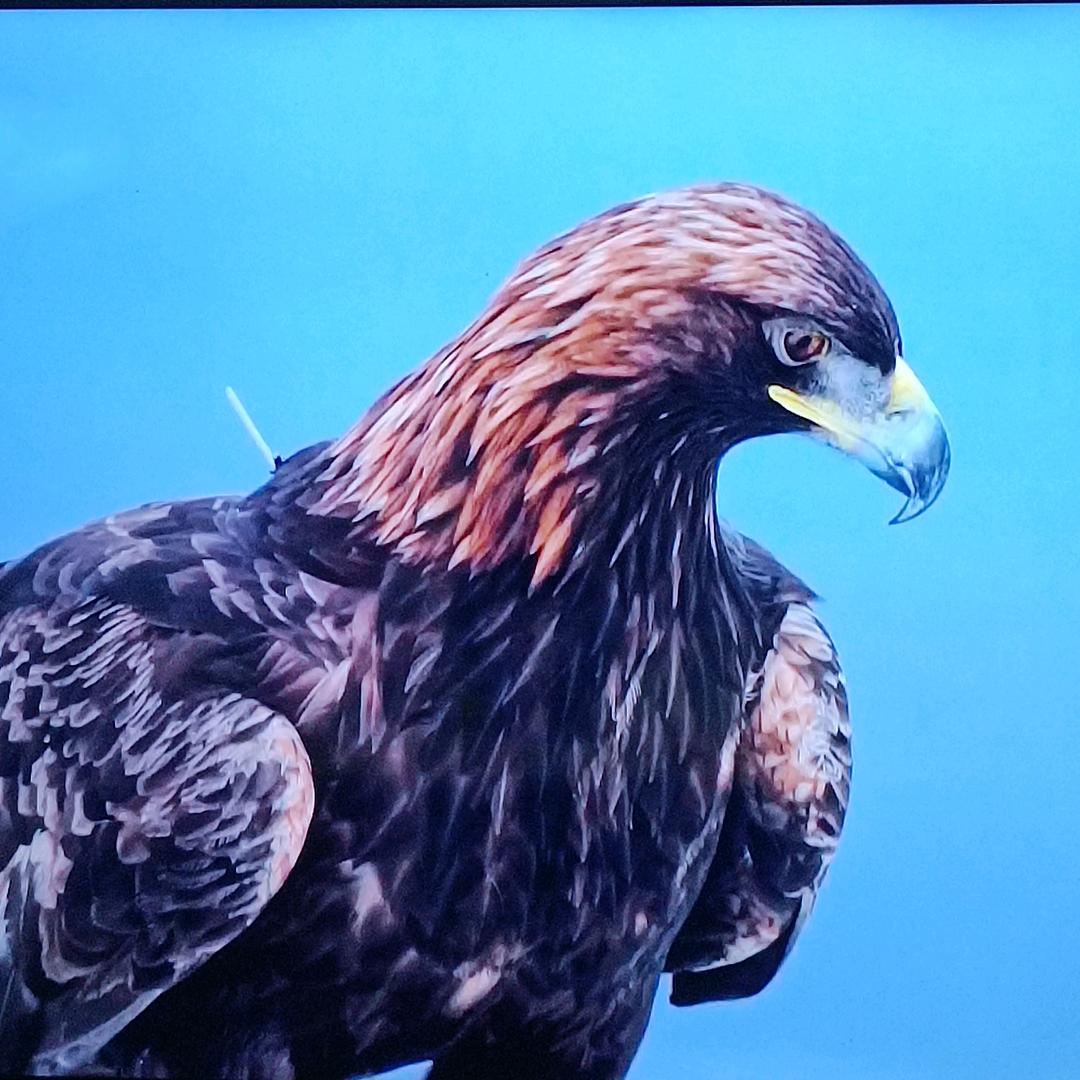 鸿運當頭   鹏程萬里