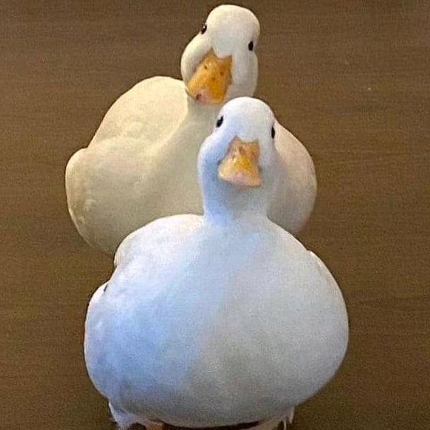 QF哦