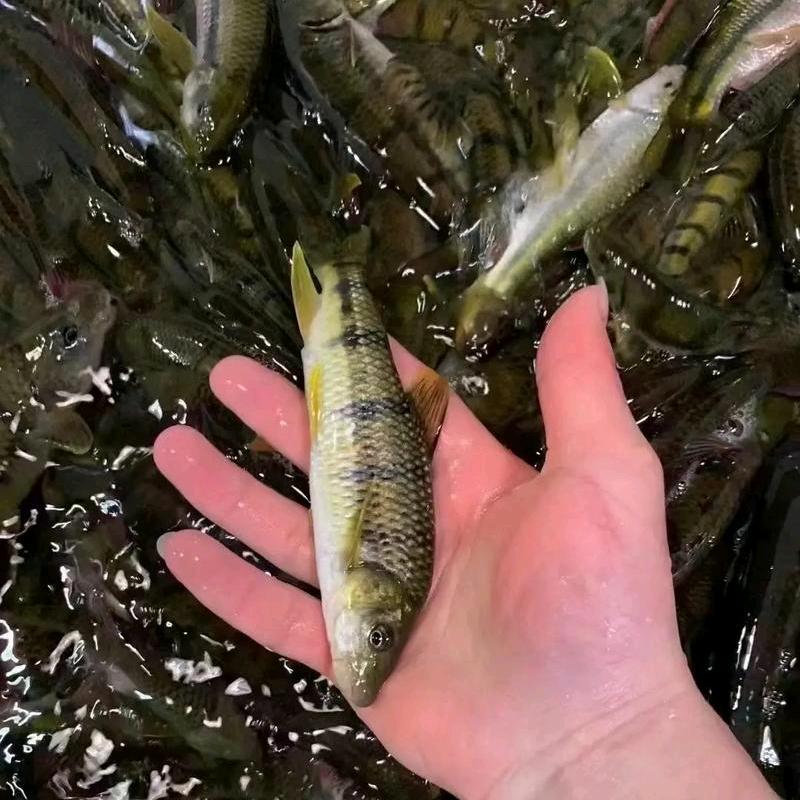 同城哥