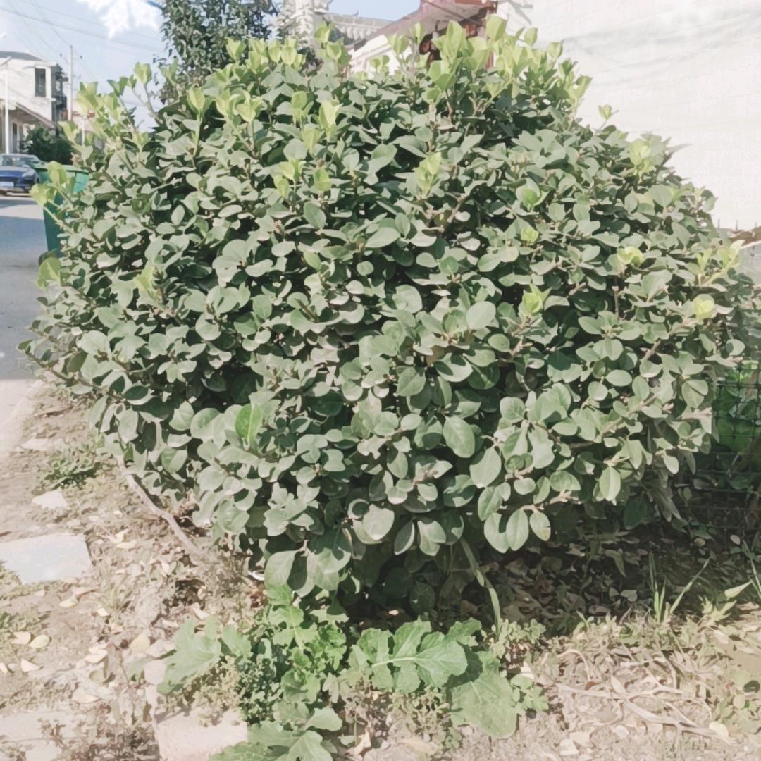 任老大