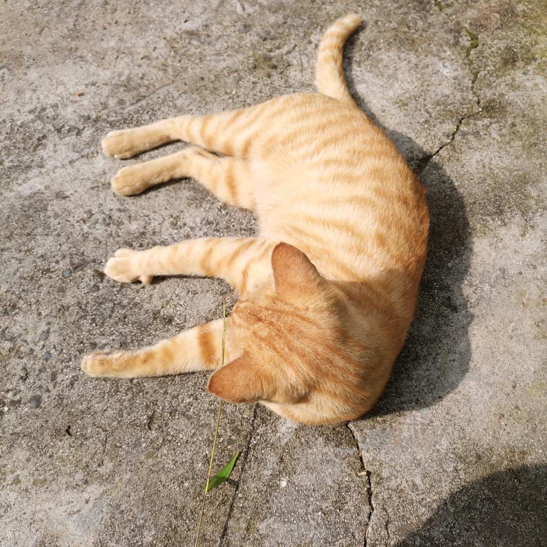 廿一