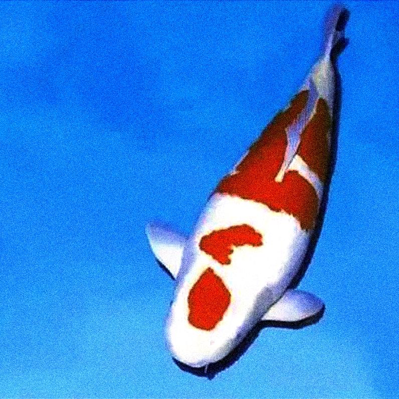 鲤山君