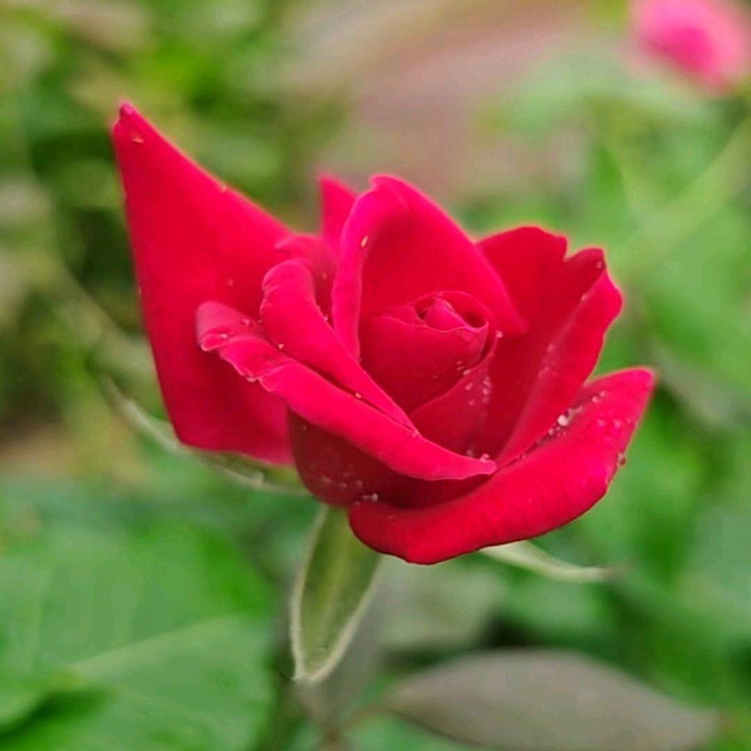 那些花儿