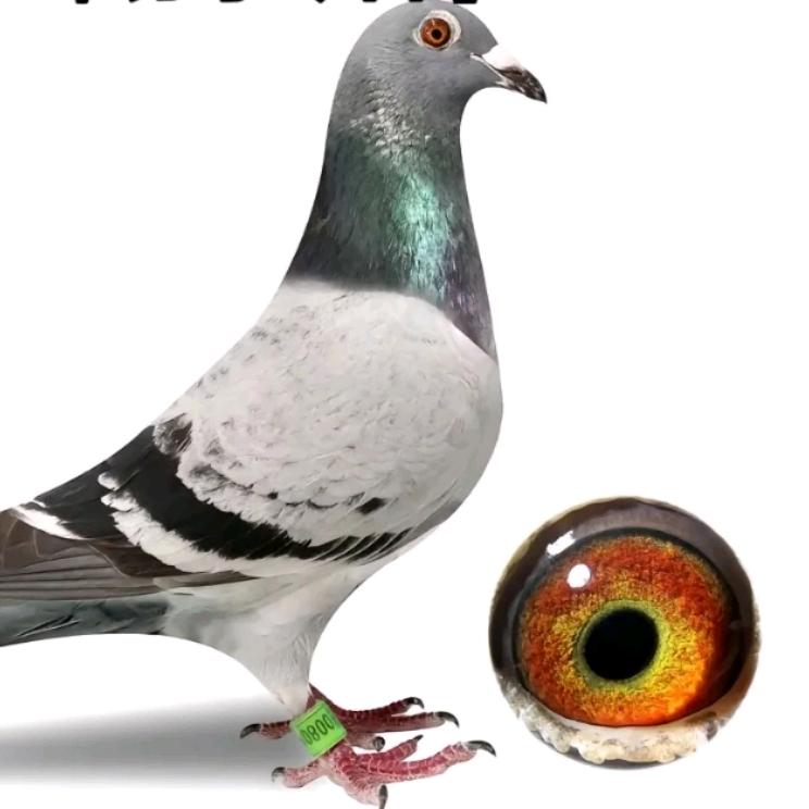 弘大鸽舍-连崇峰