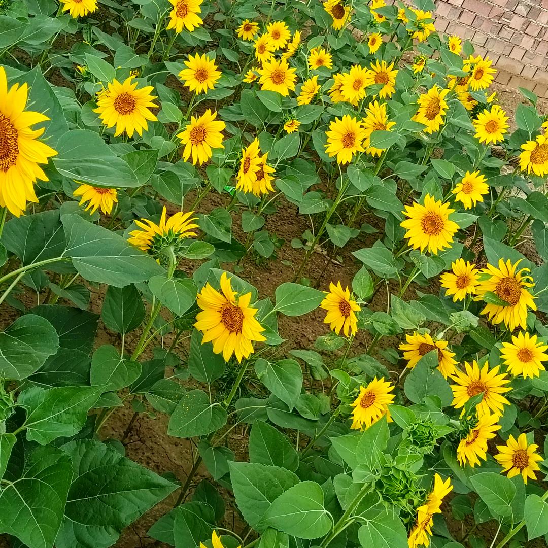 把爱带回家❤️