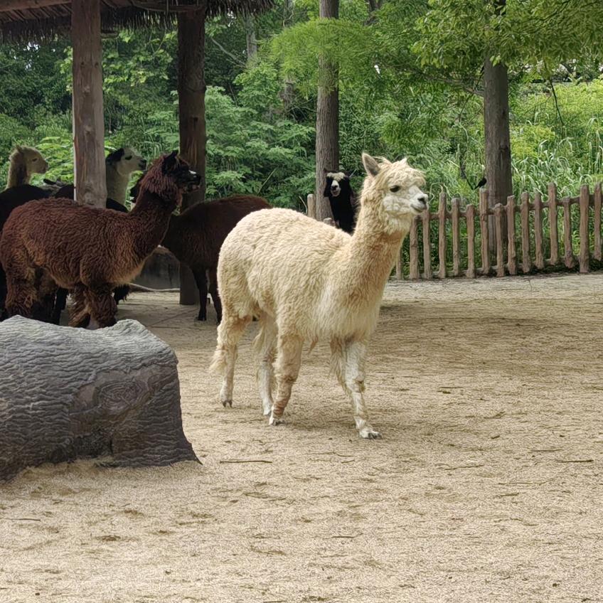 愤怒的一只小鸟