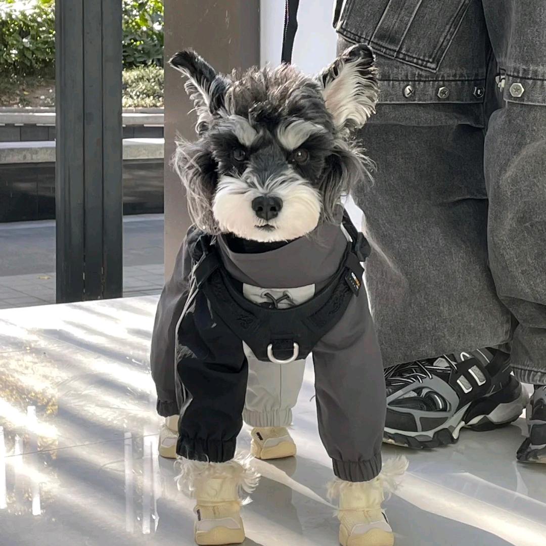 雪纳瑞之家☀