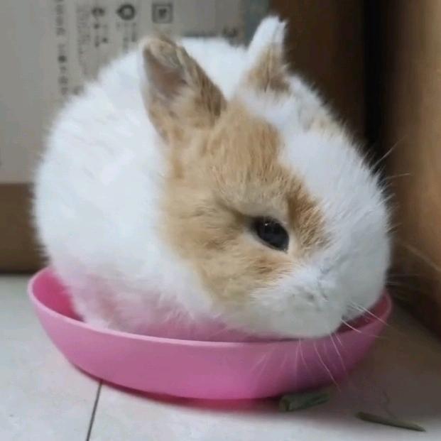 萌兔成长记