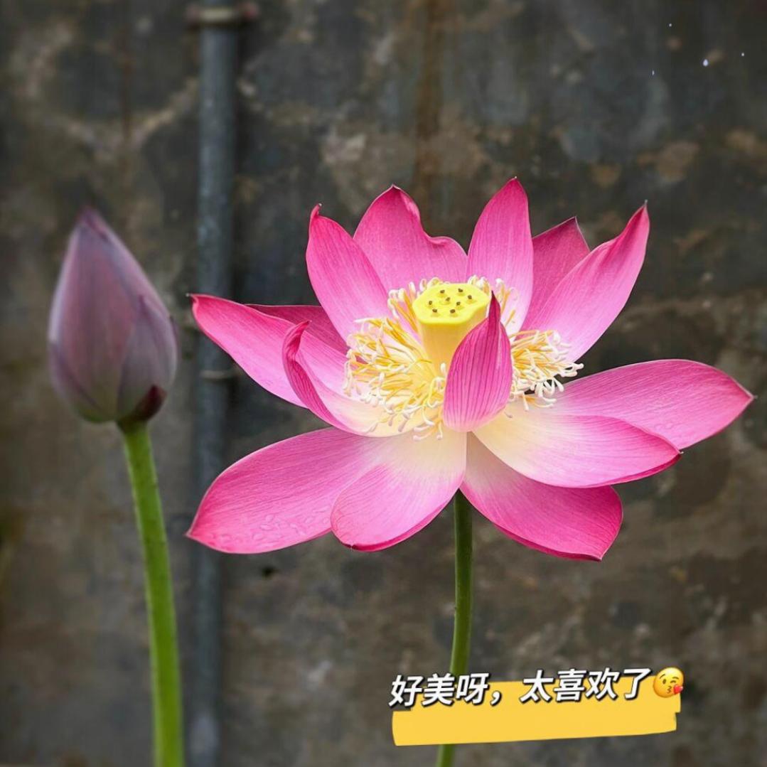 🍯好运莲莲
