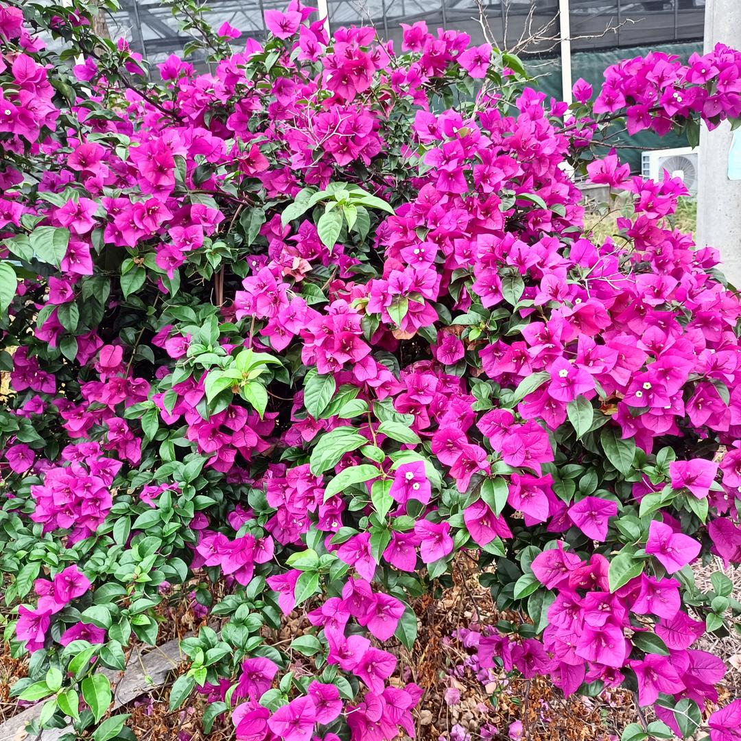 @🌴兰🍀☘️🍒