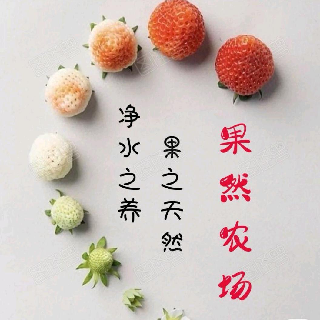 冠县果然草莓采摘农场（每天10：30直播