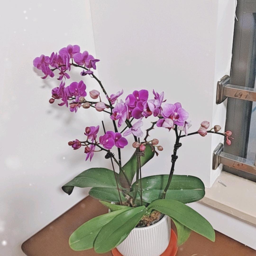 红橙果