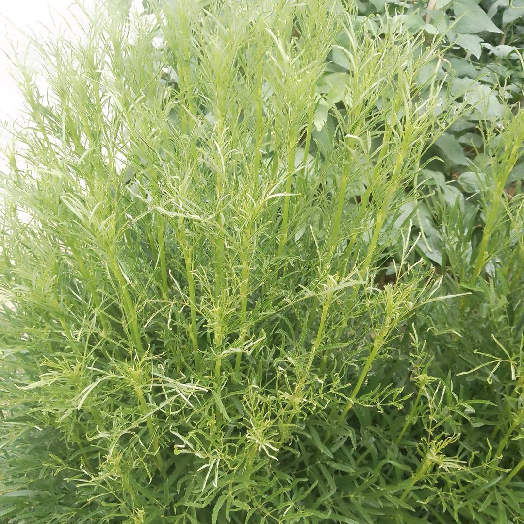 秋苹果