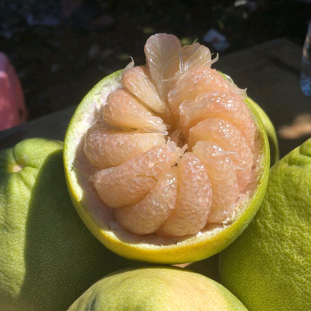 度尾老树文旦柚