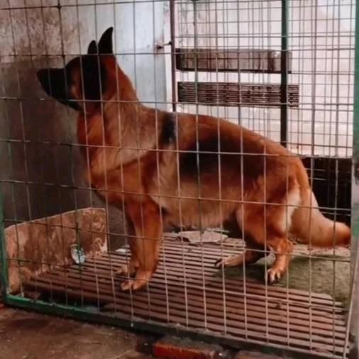 东方犬舍